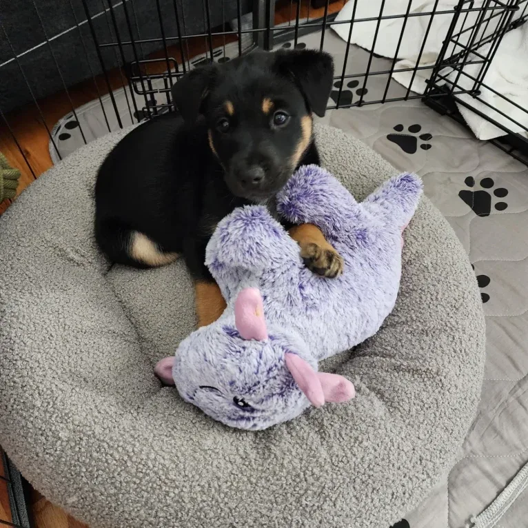 Tali'Zorah, an Australian Cattle Dog and Siberian Husky mix tested with EmbarkVet.com