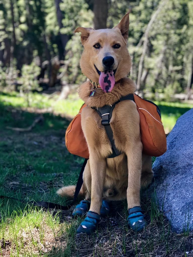 Goose, a German Shepherd Dog and Siberian Husky mix tested with EmbarkVet.com