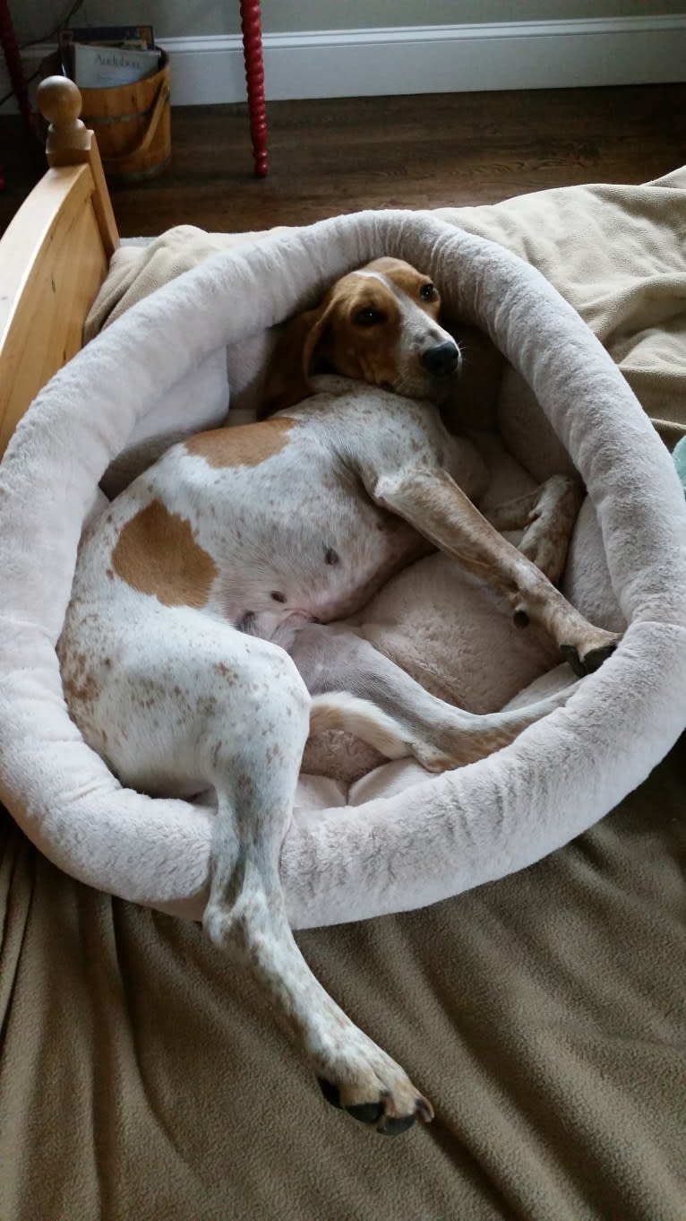 Jasper, an American English Coonhound tested with EmbarkVet.com