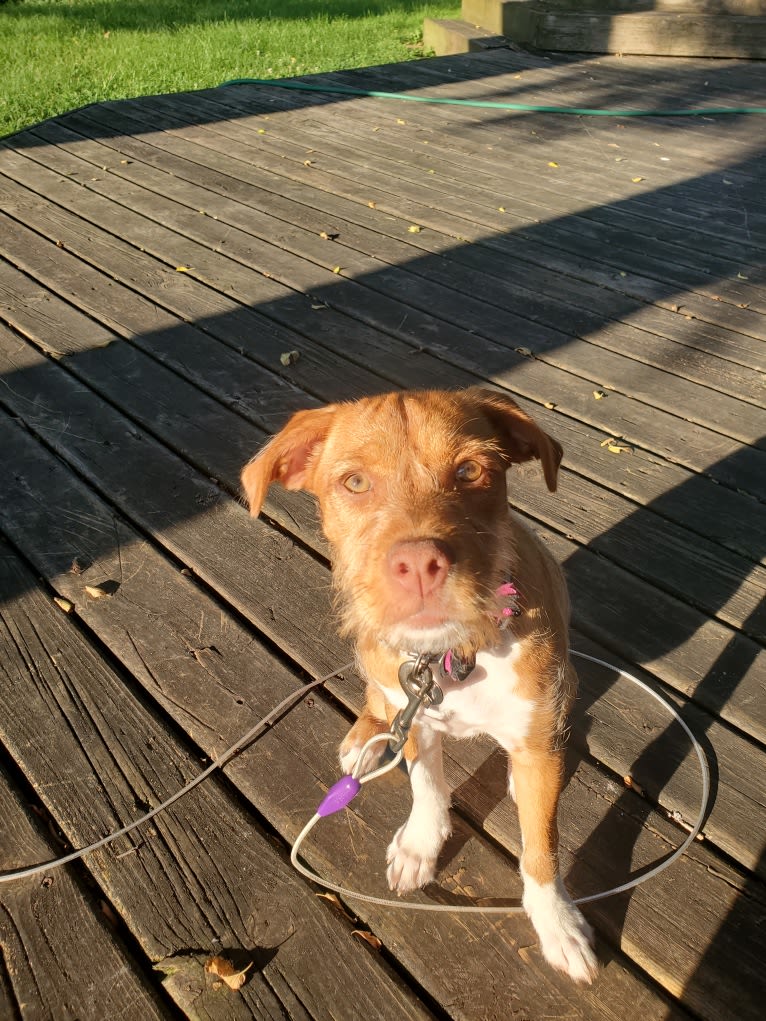 Nala, a West Highland White Terrier and Australian Cattle Dog mix tested with EmbarkVet.com