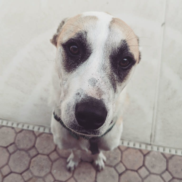 Marshall, a Great Pyrenees and American Pit Bull Terrier mix tested with EmbarkVet.com