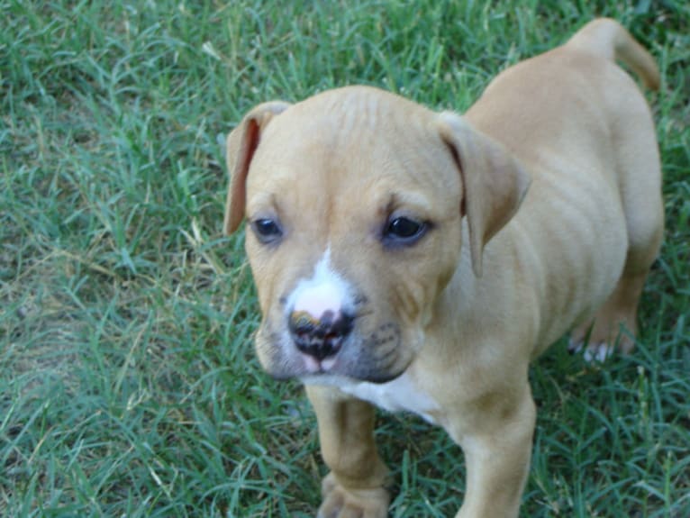 Creedence, an American Pit Bull Terrier and American Staffordshire Terrier mix tested with EmbarkVet.com