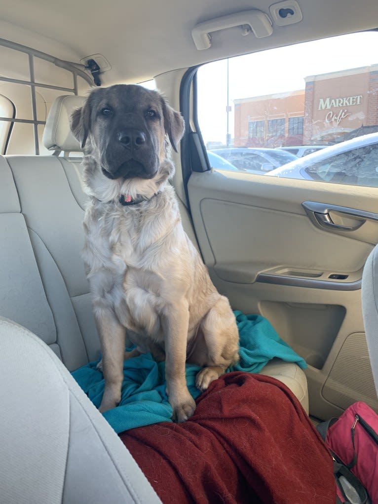 Valerie, an American Bulldog and Chinese Shar-Pei mix tested with EmbarkVet.com