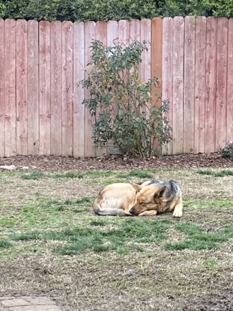 Lukas, a German Shepherd Dog and Australian Cattle Dog mix tested with EmbarkVet.com