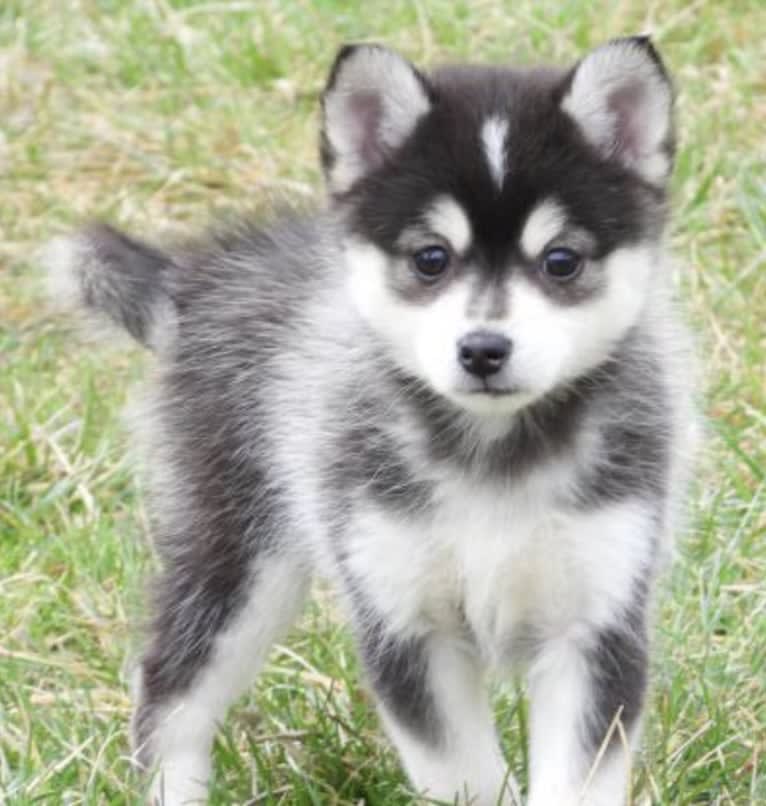 Khaleesi, a Pomsky tested with EmbarkVet.com