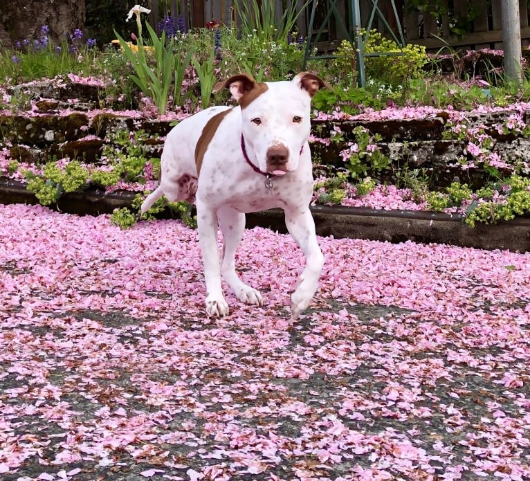 Molly Mae, an American Pit Bull Terrier and Australian Cattle Dog mix tested with EmbarkVet.com