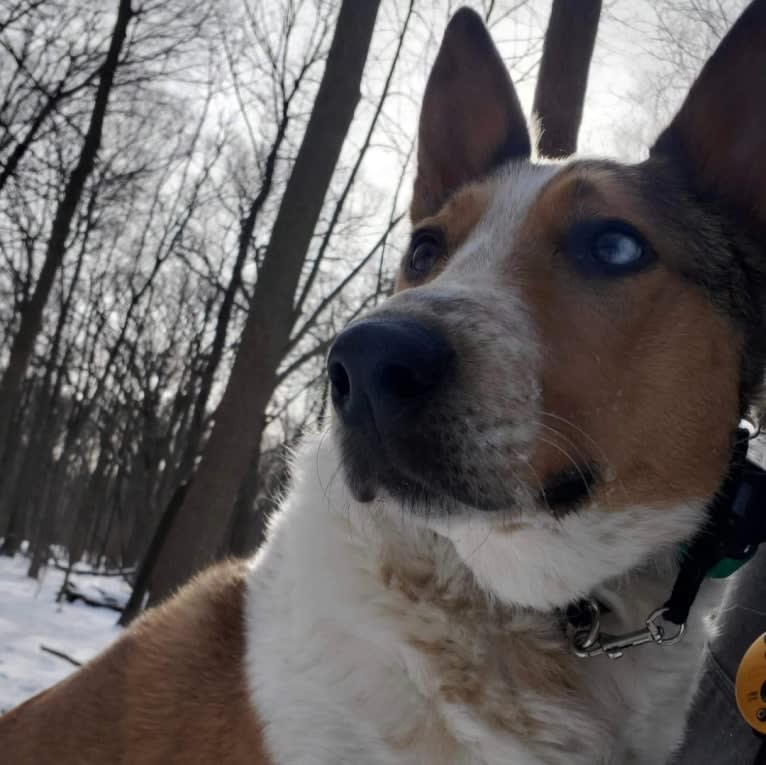 Zeke, an Australian Cattle Dog and Collie mix tested with EmbarkVet.com