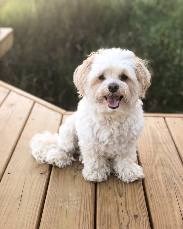 Marlin, a Havanese tested with EmbarkVet.com