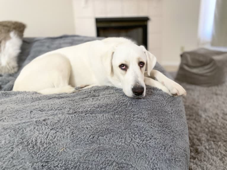 Beau, a Great Pyrenees and Golden Retriever mix tested with EmbarkVet.com