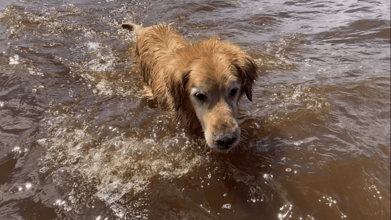 Timber “Gross Manor’s I’ll Be The One You Won’t Forget”, a Golden Retriever tested with EmbarkVet.com