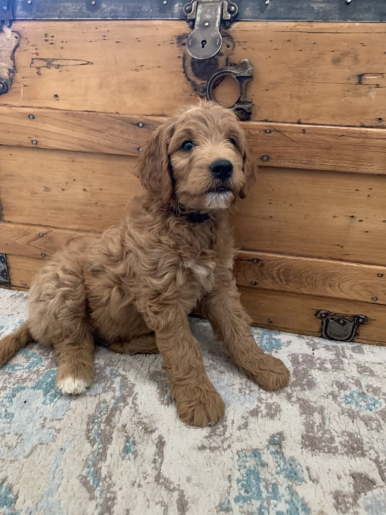 Black Collar, a Goldendoodle tested with EmbarkVet.com