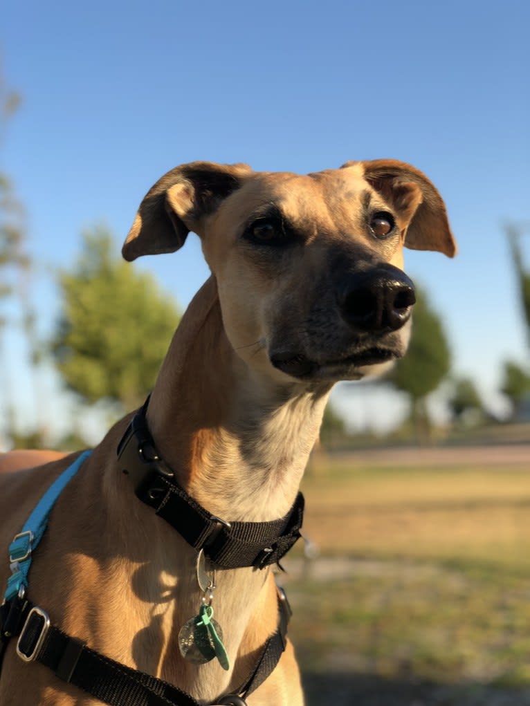 Apollo, a Spanish Galgo tested with EmbarkVet.com