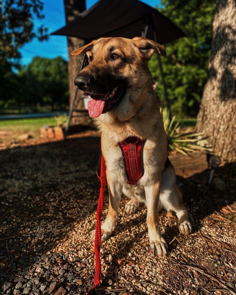 Strider, a German Shepherd Dog tested with EmbarkVet.com