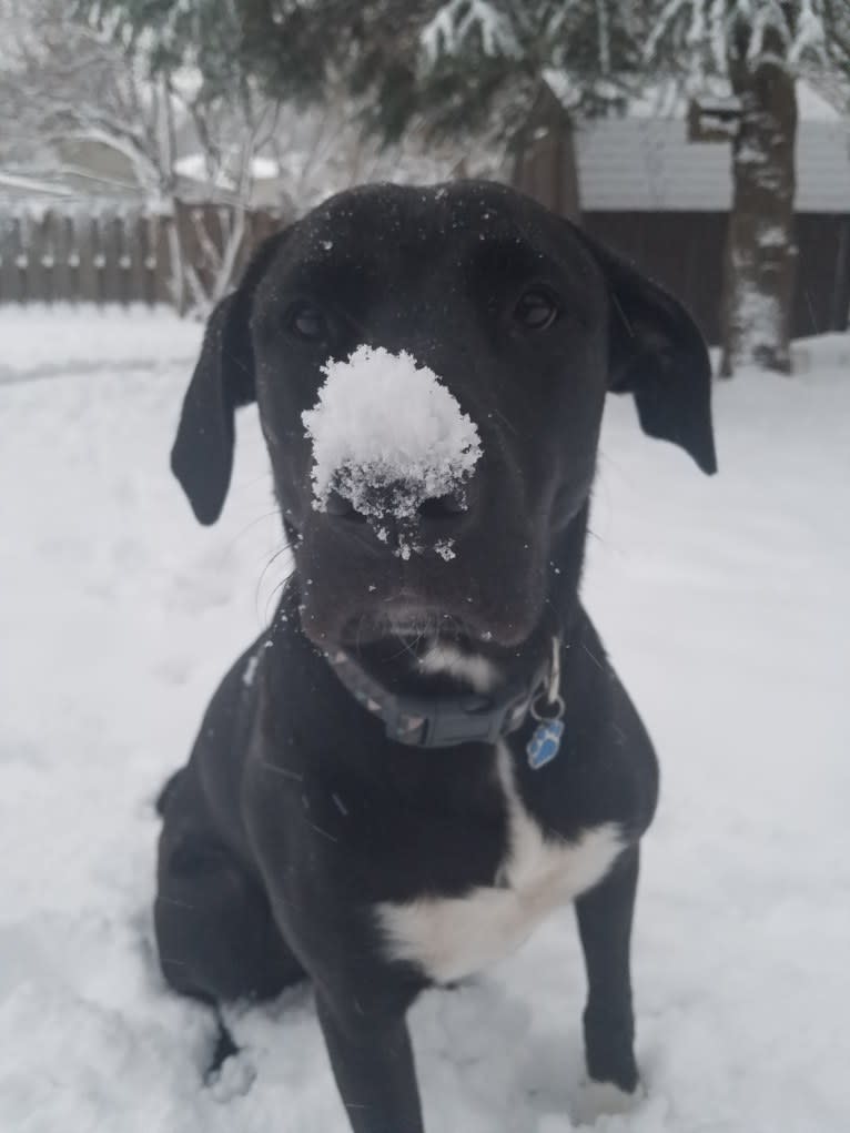 Rev, a Labrador Retriever and American Pit Bull Terrier mix tested with EmbarkVet.com