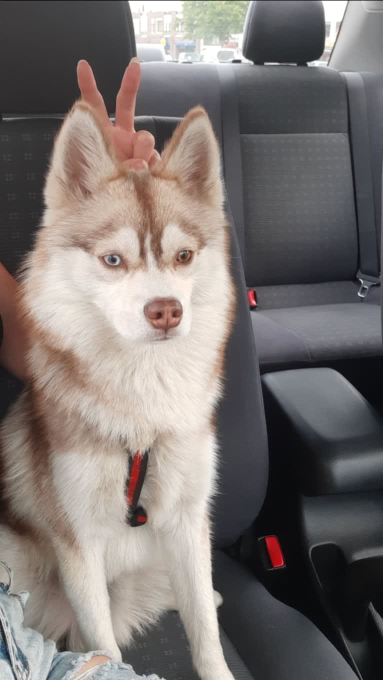 Simba, a Siberian Husky and Pomeranian mix tested with EmbarkVet.com