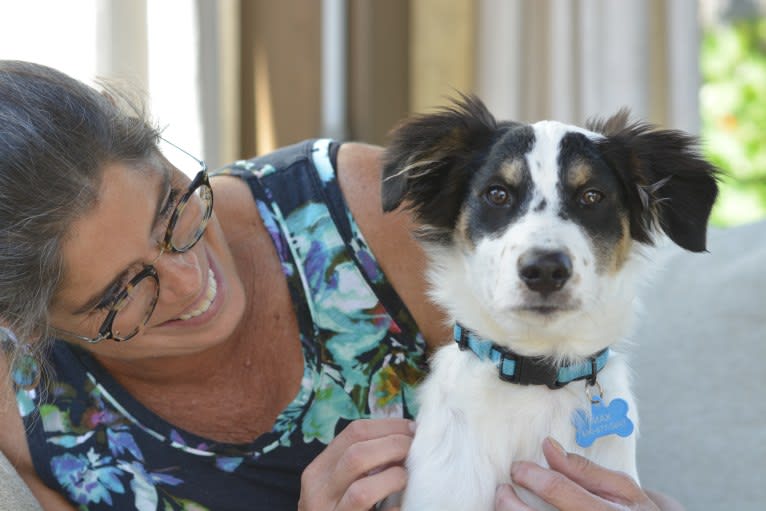 Max, a Collie and Labrador Retriever mix tested with EmbarkVet.com