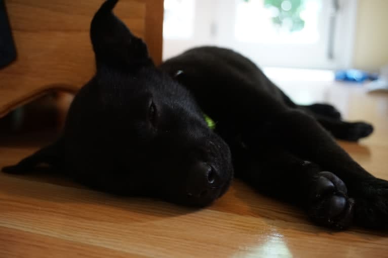 Sally, a Siberian Husky and Labrador Retriever mix tested with EmbarkVet.com