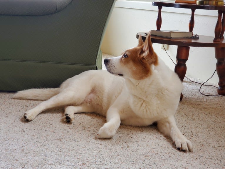 Lucy, an Australian Cattle Dog and Siberian Husky mix tested with EmbarkVet.com