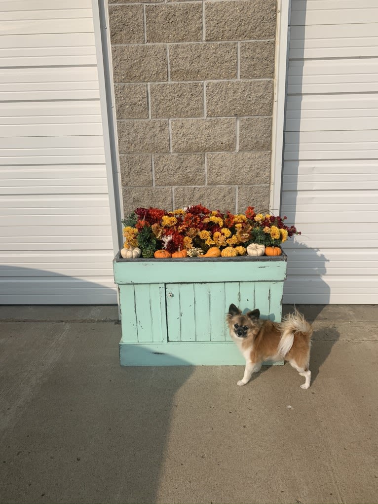 Taz, a Papillon tested with EmbarkVet.com