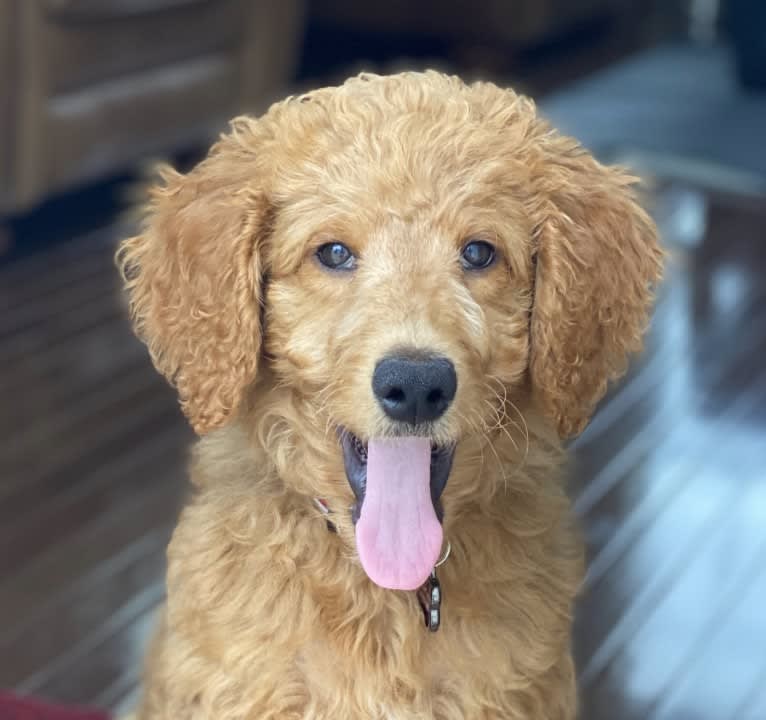 Pharaoh, a Goldendoodle tested with EmbarkVet.com