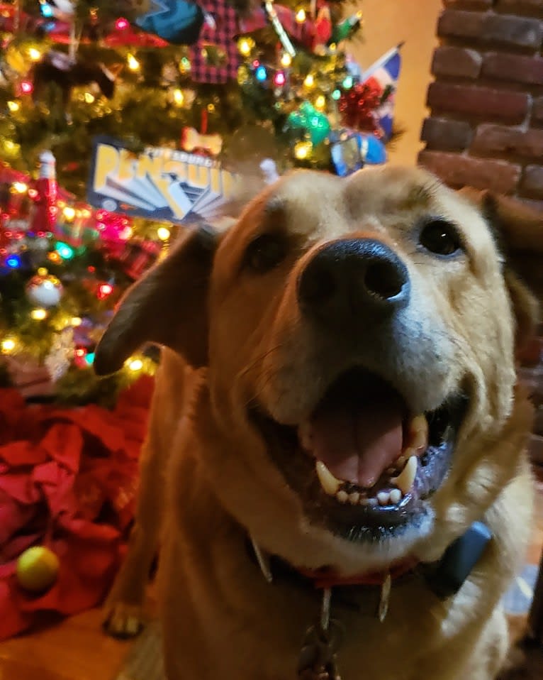 Buddy, an Alaskan Malamute and American Pit Bull Terrier mix tested with EmbarkVet.com