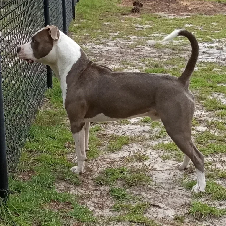 "X" (Dmx), an American Pit Bull Terrier tested with EmbarkVet.com