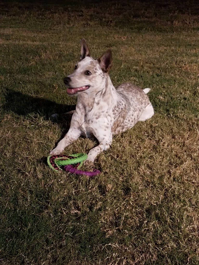 Bella, an Australian Cattle Dog and Catahoula Leopard Dog mix tested with EmbarkVet.com