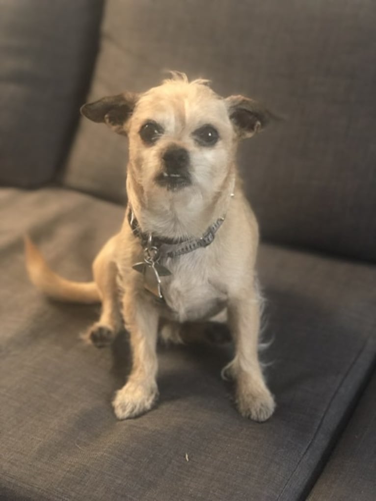 Ralph, a Chihuahua and Poodle (Small) mix tested with EmbarkVet.com