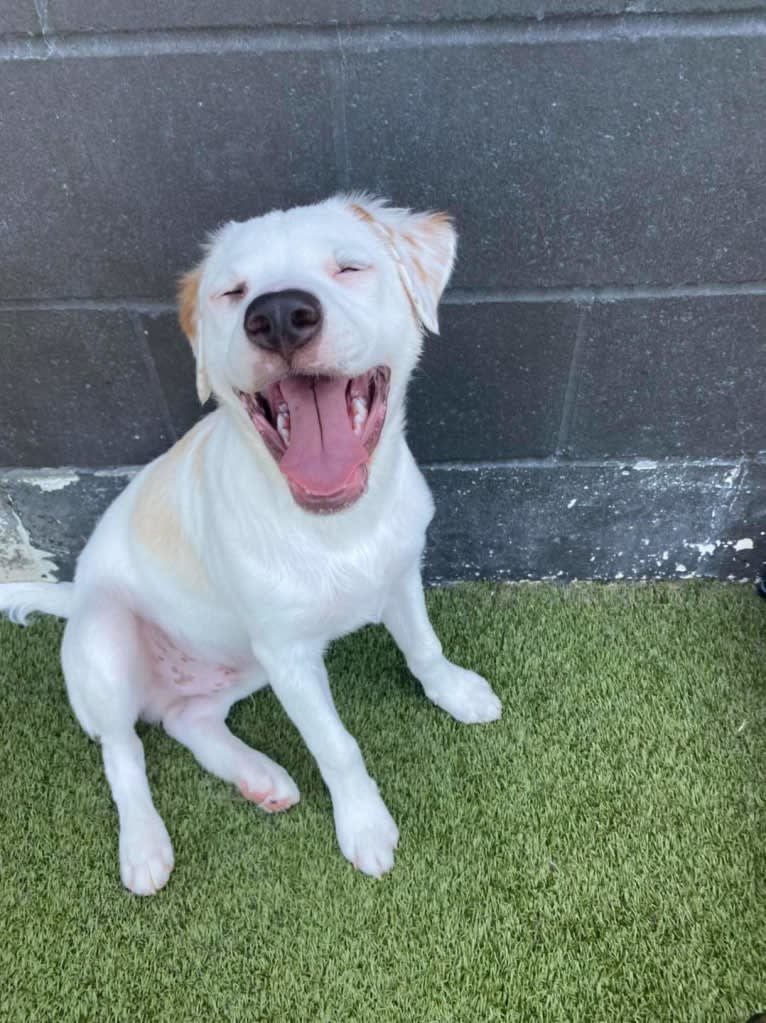 Thor, an American Pit Bull Terrier and Australian Shepherd mix tested with EmbarkVet.com