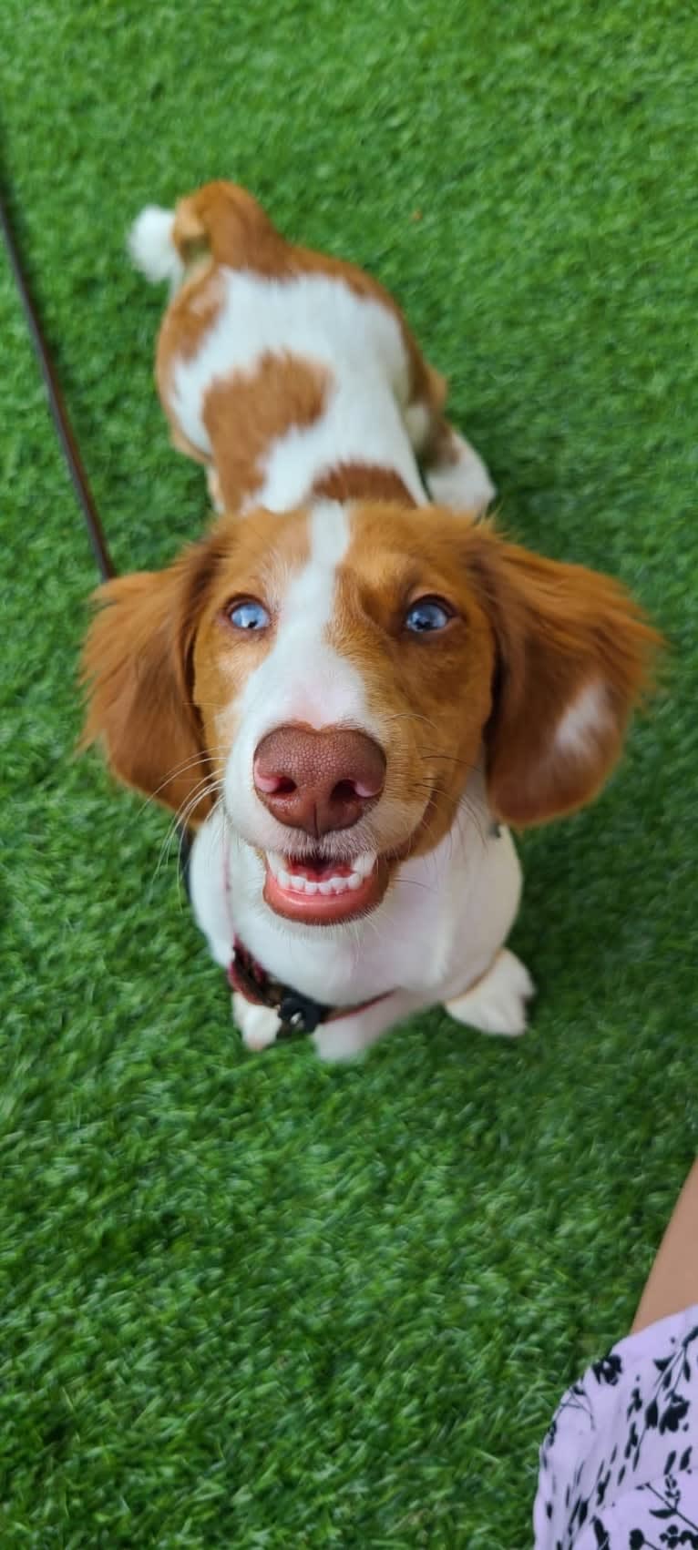 Ada, a Dachshund tested with EmbarkVet.com