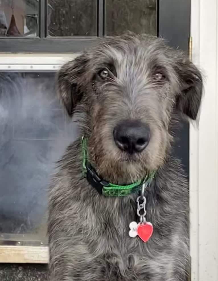 Noble, an Irish Wolfhound tested with EmbarkVet.com