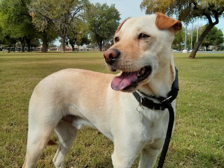 Doc, a Chihuahua and American Pit Bull Terrier mix tested with EmbarkVet.com