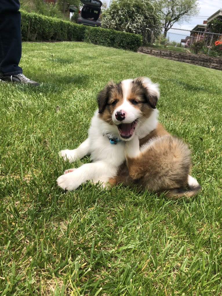 Milo, an English Shepherd tested with EmbarkVet.com