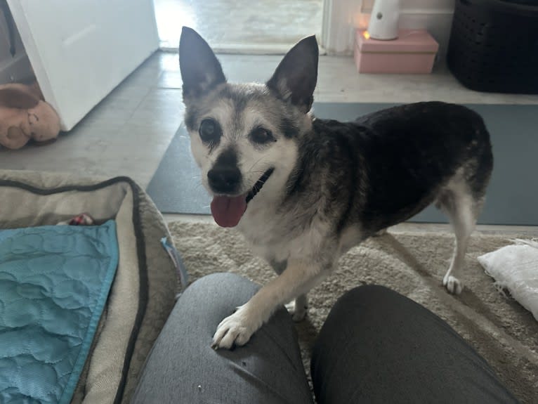 Midge, a Chihuahua and Australian Shepherd mix tested with EmbarkVet.com