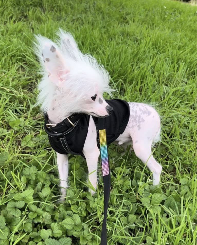 AJ, a Chinese Crested tested with EmbarkVet.com