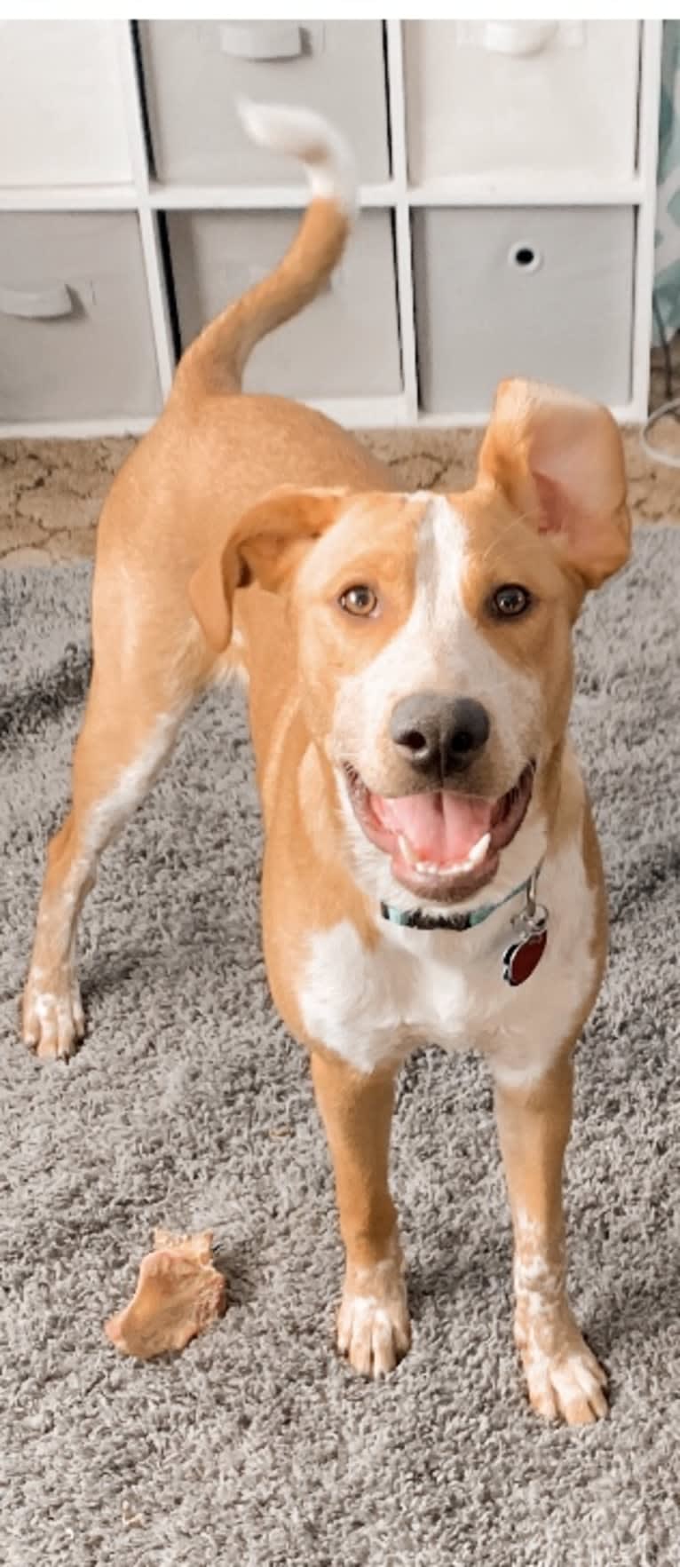 OBI, a German Shorthaired Pointer and Pointer mix tested with EmbarkVet.com