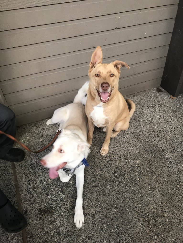 Toronto, a German Shepherd Dog and American Pit Bull Terrier mix tested with EmbarkVet.com