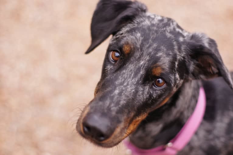 Cricket, a Doberman Pinscher and Rottweiler mix tested with EmbarkVet.com