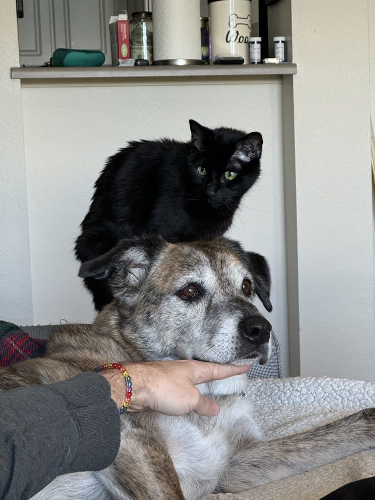 Zoobooks, a Boxer and Australian Cattle Dog mix tested with EmbarkVet.com