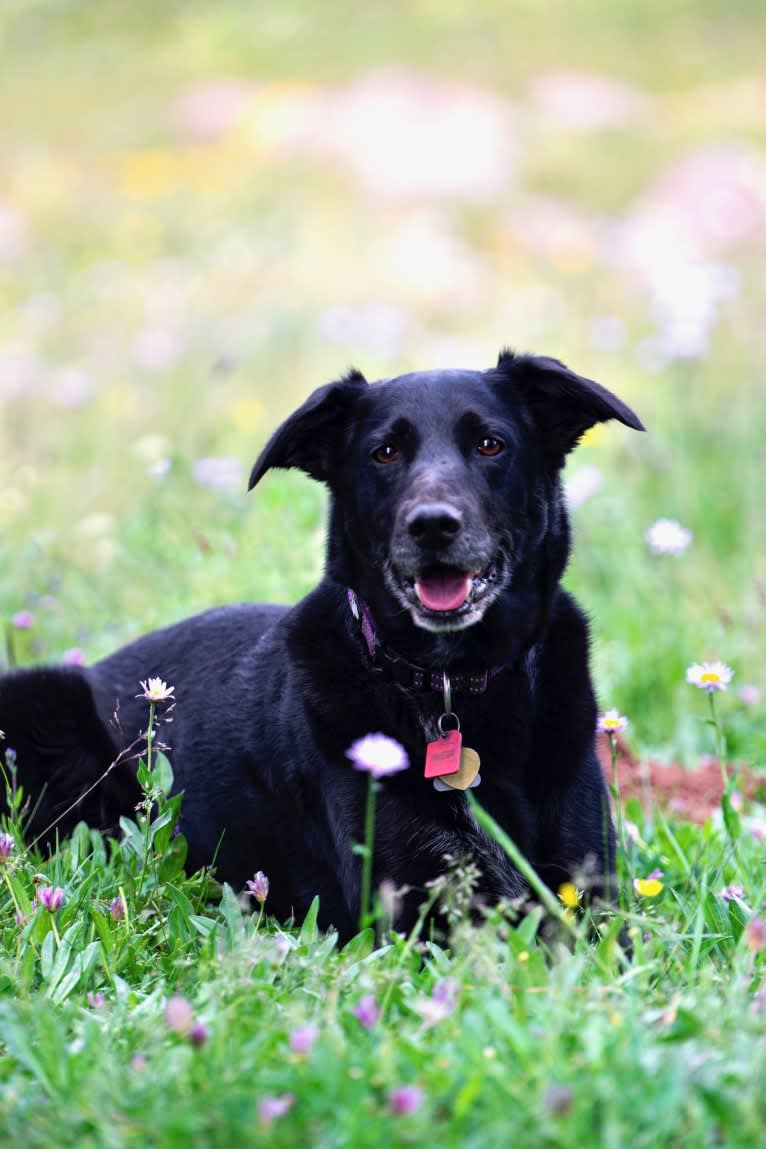 Skye, a Golden Retriever and Australian Cattle Dog mix tested with EmbarkVet.com