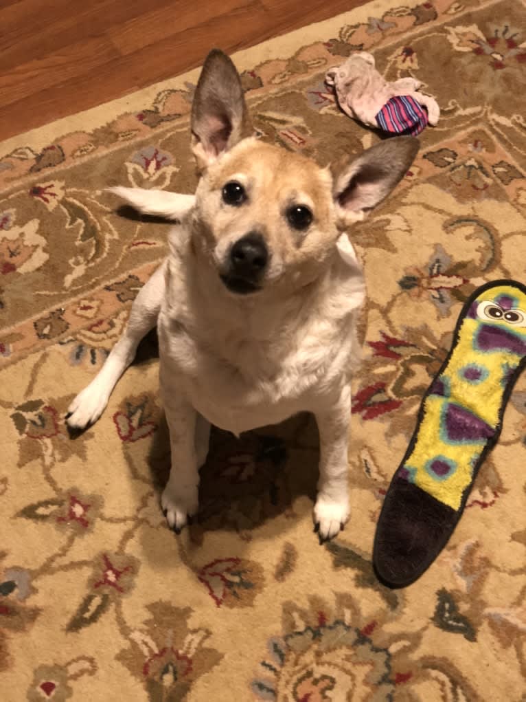 Sammy, an Australian Cattle Dog and Pug mix tested with EmbarkVet.com