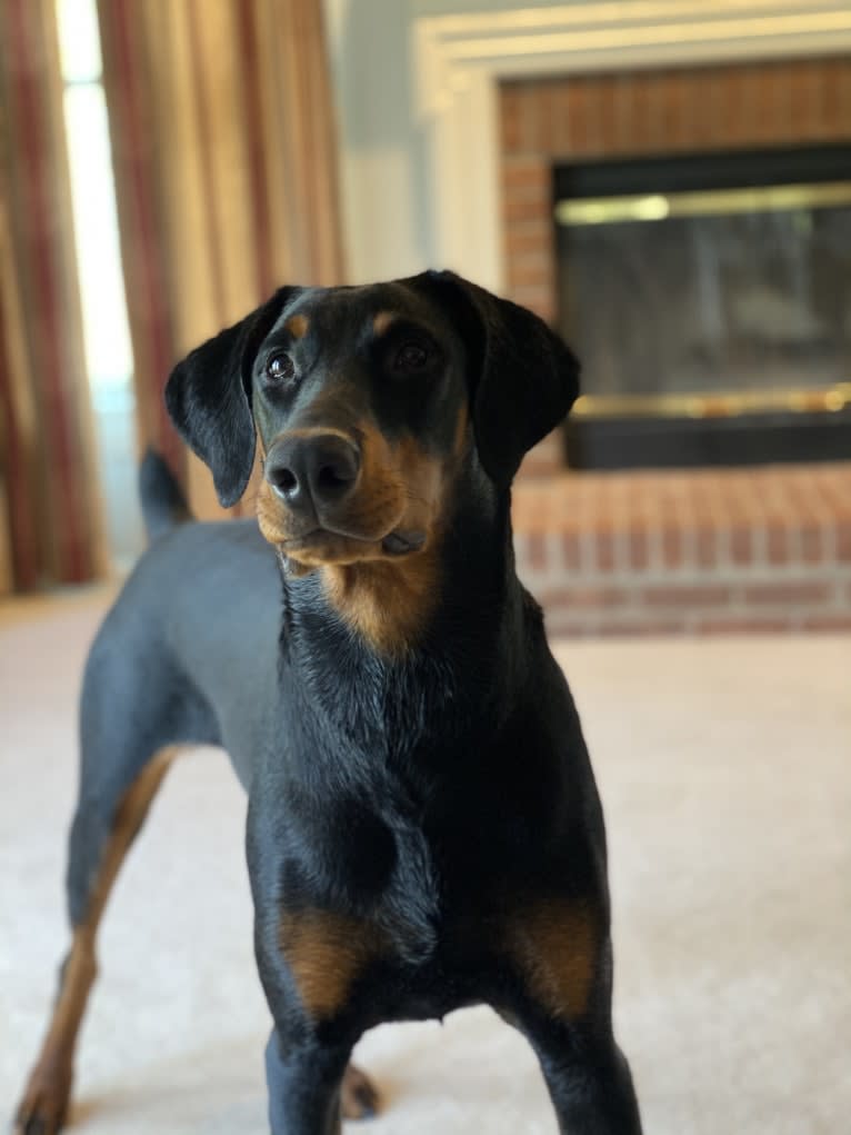 Arlo, a Doberman Pinscher tested with EmbarkVet.com