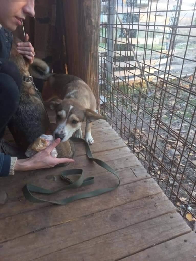 Bella, an Eastern European Village Dog tested with EmbarkVet.com