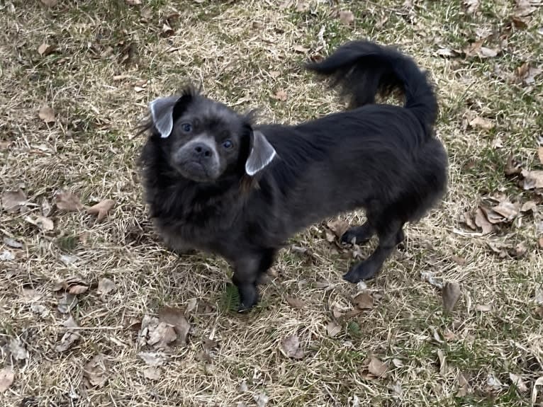 Ruby, a Chihuahua and Shih Tzu mix tested with EmbarkVet.com