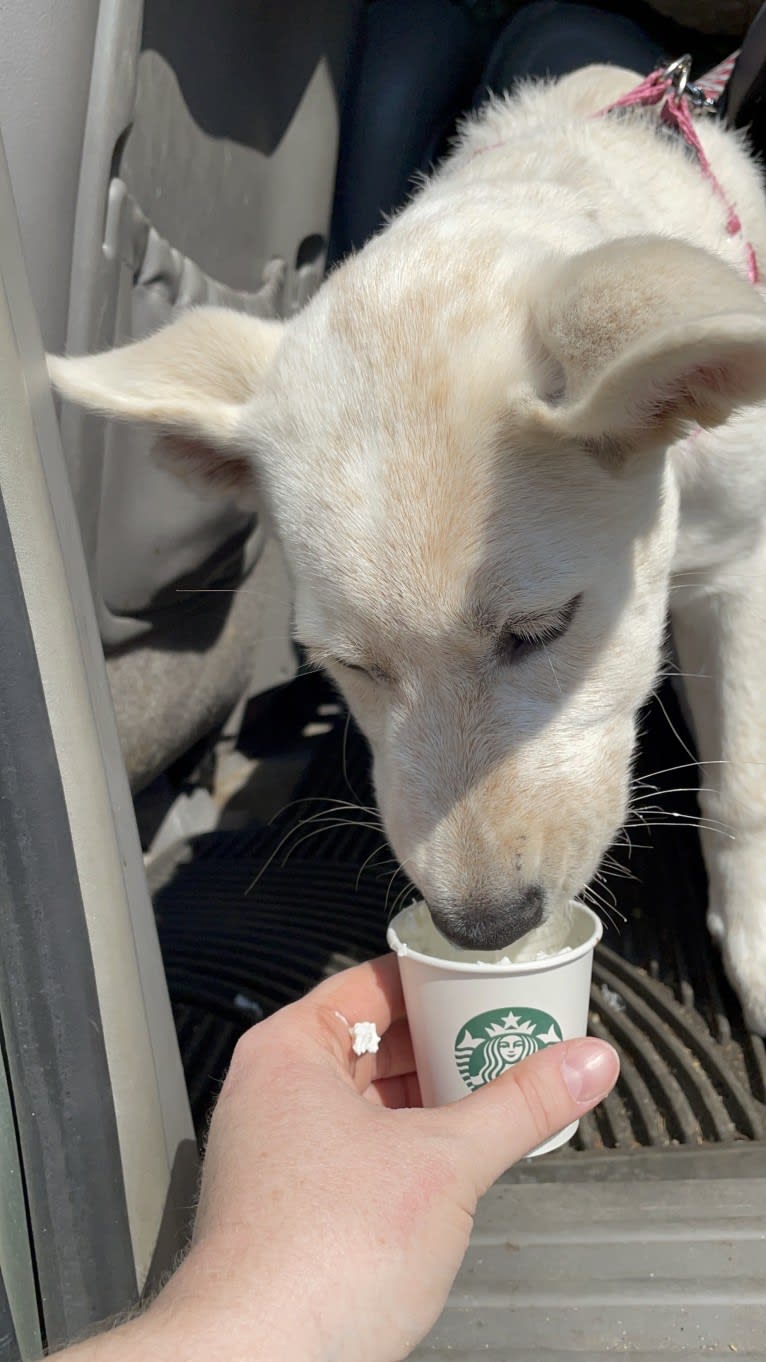 Princess Luna Rose, an Australian Cattle Dog and Siberian Husky mix tested with EmbarkVet.com