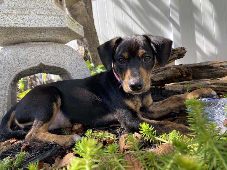 Sergeant, a Chihuahua and Dachshund mix tested with EmbarkVet.com