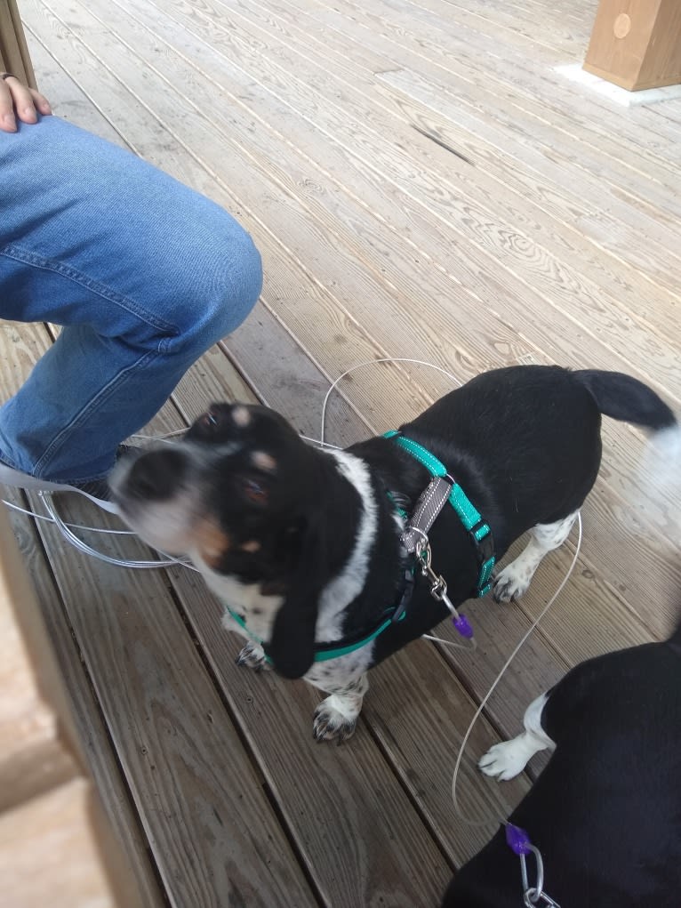 Donnie, a Beagle tested with EmbarkVet.com