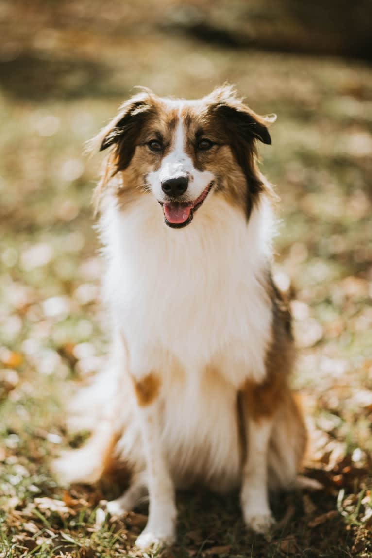 Sienna Rose, an Australian Shepherd and Collie mix tested with EmbarkVet.com