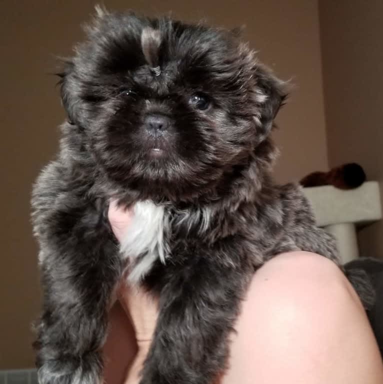 Morpheus, a Shih Tzu tested with EmbarkVet.com