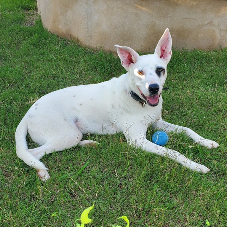 Zeppelin, an Australian Cattle Dog and American Pit Bull Terrier mix tested with EmbarkVet.com